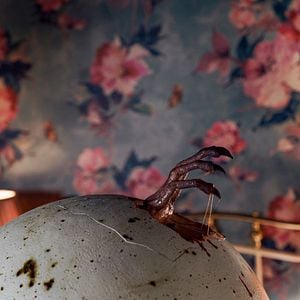 Foto Cría siniestra