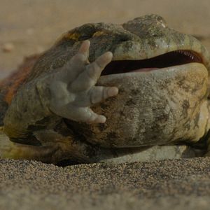 Foto Planeta prehistórico