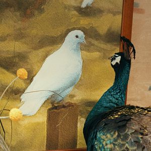 Foto Il paradiso del pavone