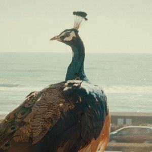 Foto Il paradiso del pavone