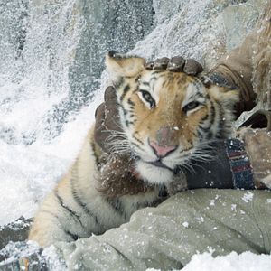 Foto El niño y el tigre