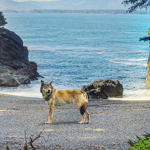 Foto La Isla de los lobos costeros