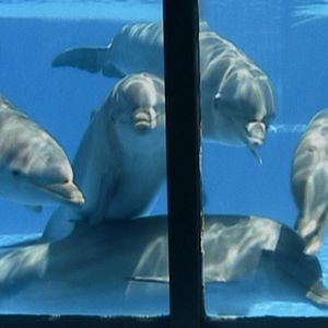 Foto ¿Qué le paso al rey de los delfines?
