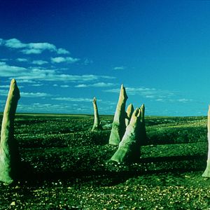 Foto Criaturas de la noche