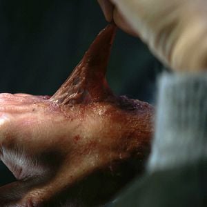 Foto La maldición del bosque