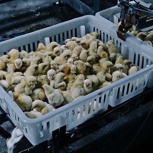 Foto Intoxicación: La cruda verdad sobre nuestra comida