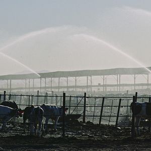 Foto Intoxicación: La cruda verdad sobre nuestra comida