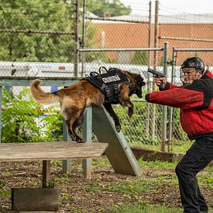 Foto Perro guardián