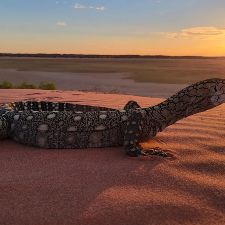 Foto Built to Survive