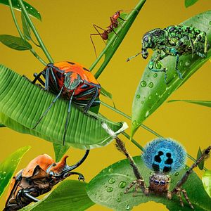 Foto A Real Bug’s Life