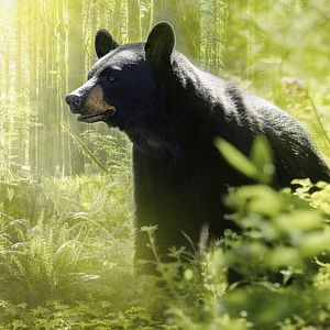 Foto Islands: Nature's Wild Laboratories