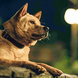 Foto Hachiko: Una historia verdadera