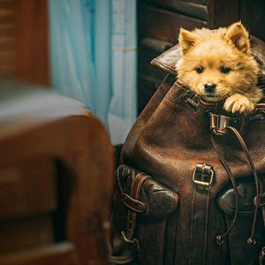 Foto Hachiko: Una historia verdadera