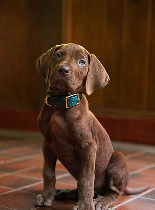 Scooby-Doo: El origen
