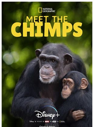 Conociendo a los chimpancés
