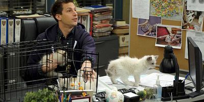 Cartel de Los gatitos de Terry