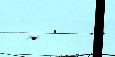 Cartel de Plain Sight