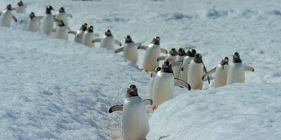 Cartel de Mundos congelados