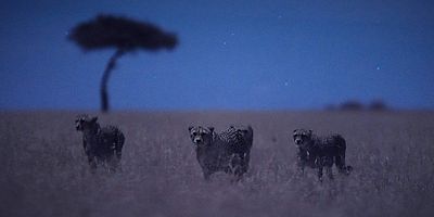 Cartel de Luz de luna