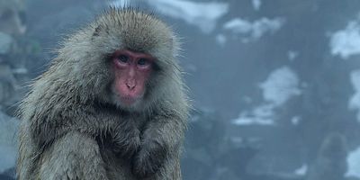 Cartel de Noches congeladas