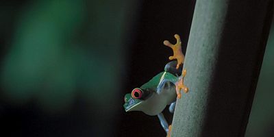 Cartel de Selva nocturna