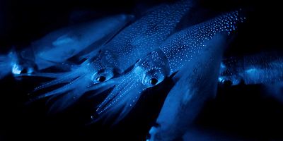 Cartel de Mares oscuros