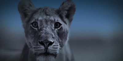 Cartel de Del crepúsculo al amanecer