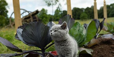 Cartel de Perpetual Adoration