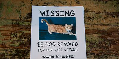 Cartel de The Cat's Out