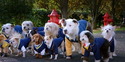 Cartel de The Constellation Fades