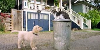 Cartel de Elemental, mi querida Izzy