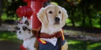 Cartel de Academia de gatitos