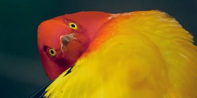 Cartel de Absurd is the World