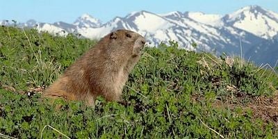 Cartel de Fights, Cameras, Action!