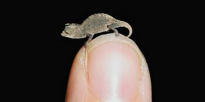 Cartel de Strangerer Things