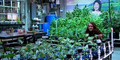 Cartel de Fantasía 4/20