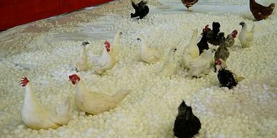 Cartel de ¡Festival deportivo refulgente!