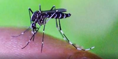 Cartel de Jungla de concreto