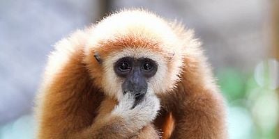 Cartel de Grandes, rayados y cargados