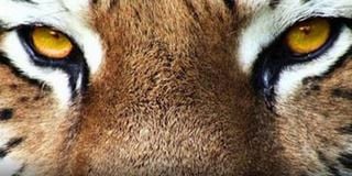 Cartel de Temibles finalistas