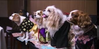 Cartel de Estilistas de perros