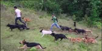 Cartel de Territorio de zaguates