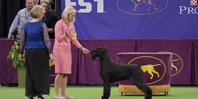 Cartel de Exposición Canina de Westminster