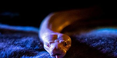 Cartel de The High Priestess