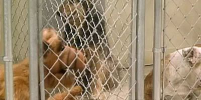 Cartel de Looking For Lucky