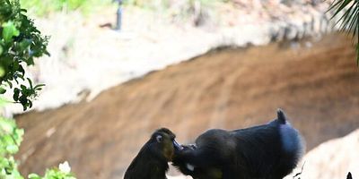 Cartel de Vínculos Familiares