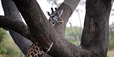 Cartel de Kenia, la jirafa valiente