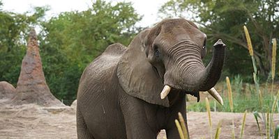 Cartel de ¡Feliz cumpleaños, Gino!