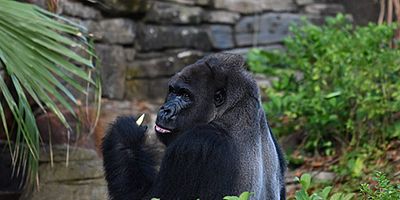 Cartel de Conoce a los mandriles