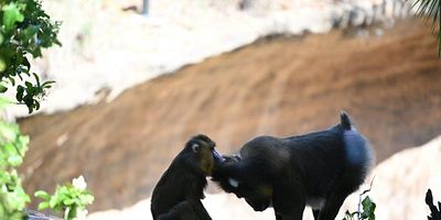 Cartel de Un enorme huevo